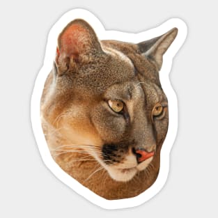 Cougar or mountain lion Sticker